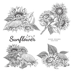 Canvas Print - Set of hand drawn monochrome sunflowers sketch style