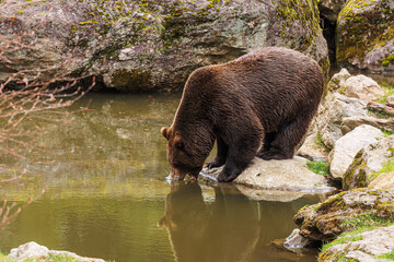 Poster - male brown bear (Ursus arctos) started drinking