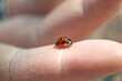 Close-up of a ladybug on a finger