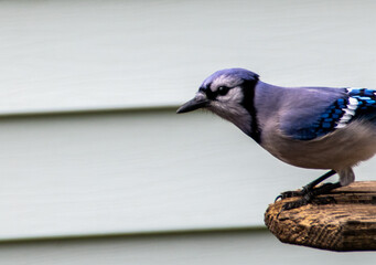 Wall Mural - blue jay bird