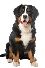 Bernese Mountain Dog Isolated On A Transparent Background, Generative Ai