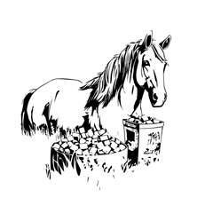 Wall Mural - Horse Vector