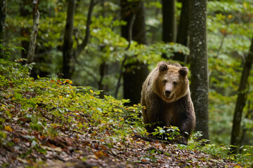 Wall Mural - brown bear is looking for food in a european forest. image taken in autumn.