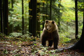 Wall Mural - brown bear is looking for food in a european forest. image taken in autumn.