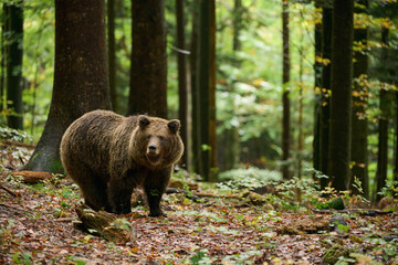 Wall Mural - brown bear is looking for food in a european forest. image taken in autumn.