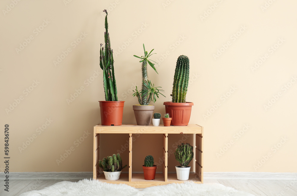 Different cacti in pots on shelving unit near beige wall