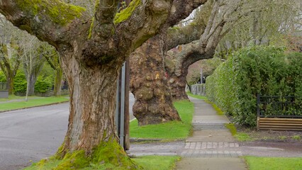 Wall Mural - Establishing shot of green fence in Vancouver, Canada, North America. Outdoor landscape in Spring. Security and privacy concept. Day April 2023. Still camera view. ProRes 422 HQ.