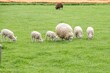 Helle Schafe in der Gruppe - Mutterschaft und 4 Lämmer