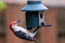 Close-up Of A Red-bellied Woodpecker On A Bird Feeder