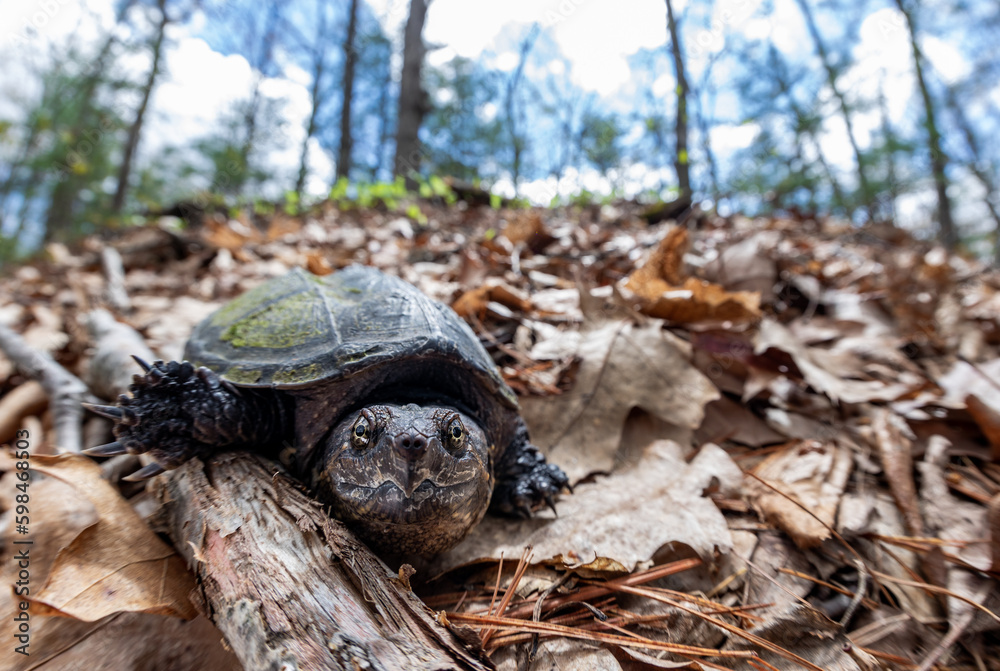 Juvenile snapping turtle heading down a steep slope, migrating between ...