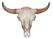 Bull cow skull with horns attached isolated on a white background.
