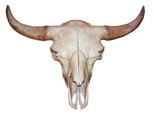 Bull Cow Skull With Horns Attached Isolated On A White Background.