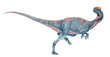 昔デイロフォで今シノサウルス
かつてはディロフォサウルスと同定されていたが、最近はディロフォサウルスから、シノサウルスと改名された。ほぼ完全な骨格がいくつか発見され、歯の付き方や形状、特徴的な二枚の鶏冠の角度、頭骨の形状等から小種名はシネンシスのままだが、独自の学名を与えられた。それらは生息地域の状況､捕食物の違いによる変化を伴い固定されたのだろうか。外見上の違いを出すのが困難。2023オリジナル
