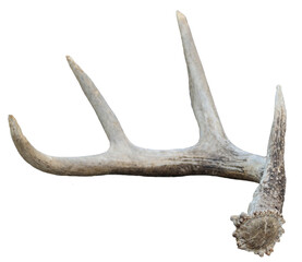 white tail deer antler isolated on a white background.