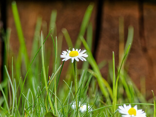 Wall Mural - daisy flower in grass