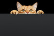 © seregraff - Ginger cat peeks out from behind the background. Copy space. Isolated on black background