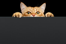 Ginger Cat Peeks Out From Behind The Background. Copy Space. Isolated On Black Background