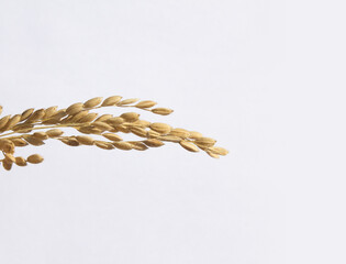 Wall Mural - Ears of rice isolated on white background