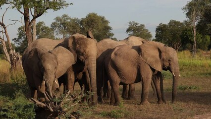 Wall Mural - Elephants form a protective group around their young in natural protected habitat  