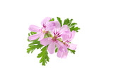 Fototapeta  - pink flowers of rose geranium isolated on a white background