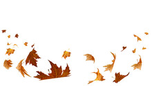 Falling Flying Dry Autumn Leaves Isolated For Background
