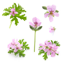 Pink Flowers Of Rose Geranium Isolated On A White Background