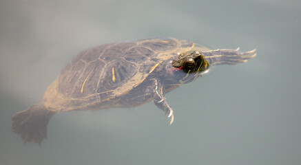 Wall Mural - Turtle swims in the water of the lake.