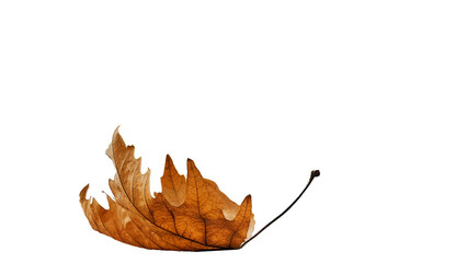 Wall Mural - leaf one isolated dry yellow winter background