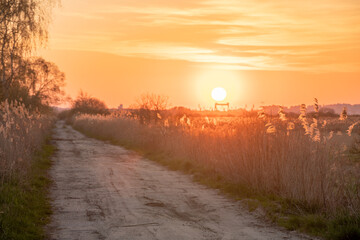Wall Mural - dirt road running through meadows and reeds at sunset
