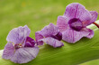 Orchideen Blüten vor grünem Hintergrund