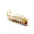 caterpillar on a white background, ai generated