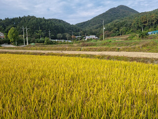 rice field with yellow ripe rice.