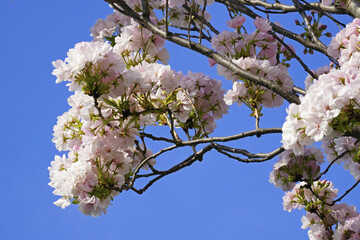 Wall Mural - clusters of flowers of japanese cherry