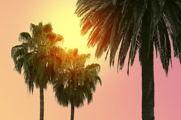 Wall Mural - Beautiful palm trees with green leaves on sunny day. Color toned