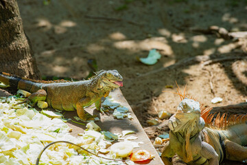 Wall Mural - wild iguana lizard in nature. photo of iguana lizard reptile. iguana lizard outdoor. iguana lizard