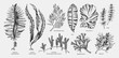 Hand drawn seaweed vector illustrations. Hand drawn sea vegetables black outlines - kelp, wakame, kombu, hijiki vector illustration. Edible algae drawings with names. Asian menu design elements