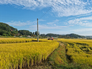 Wall Mural - autumn golden rice field. 
Rural landscape.