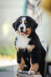 Outdoor photo of black red white puppy of bernese mountain dog sitting with tongue out near house wall in summer background