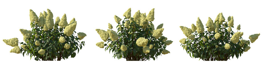 Wall Mural - Set of hydrangea paniculata phantom bush shrub isolated png on a transparent background perfectly cutout