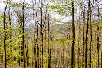  Mischwald im Frühjahr