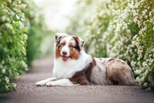 Outdoors Photo Of Red Merle Australian Shepherd Dog Laying On Clean Asphalt Path Among Blooming White Green Bushes