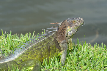 Wall Mural - wild iguana lizard in wildlife. iguana lizard outdoor. photo of iguana lizard. iguana lizard reptile