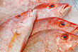 Sea bass red fish whole raw, chilled on ice, on market, selective focus