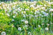 White fluffy dandelions growing in summer green meadow, soft selective focus