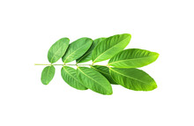 Isolated Crape Myrtle Leaves And Branche On White Background With Clipping Paths.