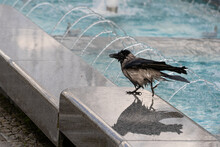 A Funny Wet Gray Crow Bathes In A Fountain.