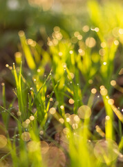 Canvas Print - dew on the grass..