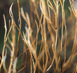 Canvas Print - dry grass..