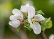 kwiat jabłoni na zielonym tle w sadzie lub ogrodzie