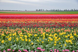 Fototapeta Sawanna - bright colored tulip field in the city of Grevenbroich germany